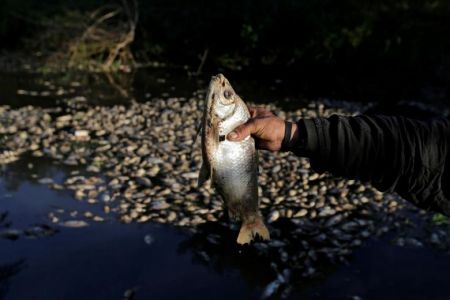  اخبارگوناگون ,خبرهای گوناگون,مرگ هزاران ماهی