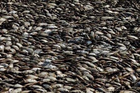  اخبارگوناگون ,خبرهای گوناگون,مرگ هزاران ماهی