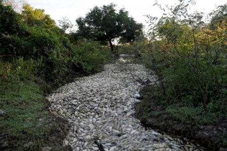  اخبارگوناگون ,خبرهای گوناگون,مرگ هزاران ماهی