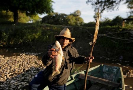  اخبارگوناگون ,خبرهای گوناگون,مرگ هزاران ماهی