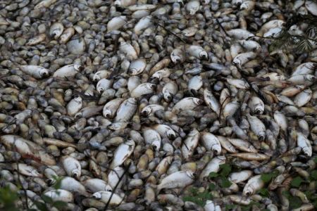  اخبارگوناگون ,خبرهای گوناگون,مرگ هزاران ماهی