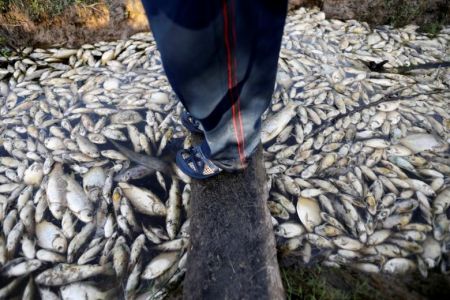  اخبارگوناگون ,خبرهای گوناگون,مرگ هزاران ماهی