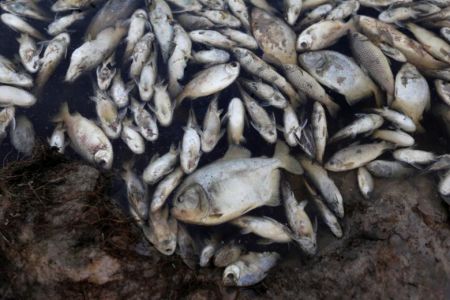  اخبارگوناگون ,خبرهای گوناگون,مرگ هزاران ماهی