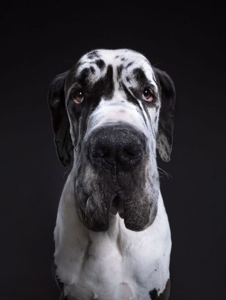   اخبار گوناگون ,خبرهای  گوناگون  , پرتره‌های حیوانات 