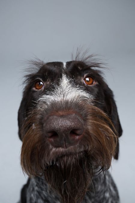   اخبار گوناگون ,خبرهای  گوناگون  , پرتره‌های حیوانات 