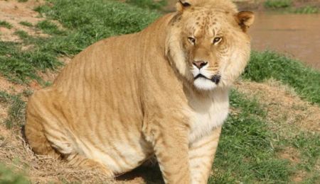 اخبار,اخبار گوناگون,شیببر را بیشتر بشناسید