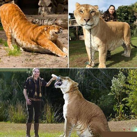 اخبار,اخبار گوناگون,شیببر را بیشتر بشناسید