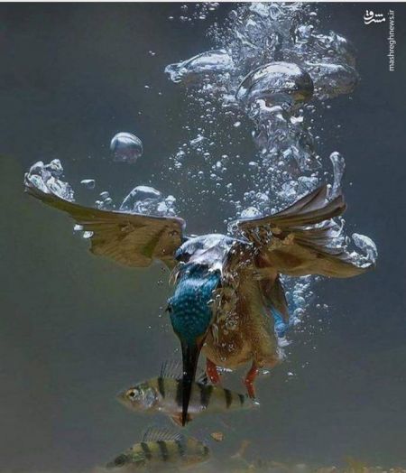 اخبار,اخبار امروز,اخبار جدید