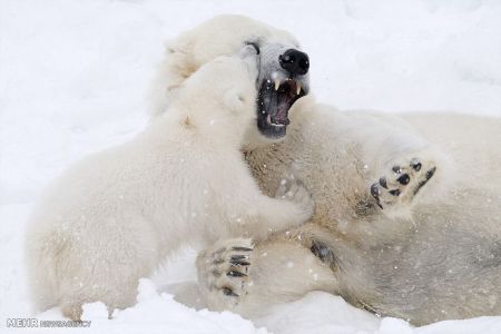 اخبار,اخبار گوناگون, بازی توله خرس قطبی با مادرش