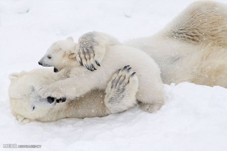 اخبار,اخبار گوناگون, بازی توله خرس قطبی با مادرش