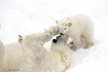 اخبار,اخبار گوناگون, بازی توله خرس قطبی با مادرش