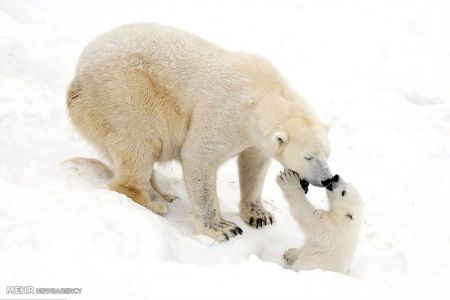 اخبار,اخبار گوناگون, بازی توله خرس قطبی با مادرش