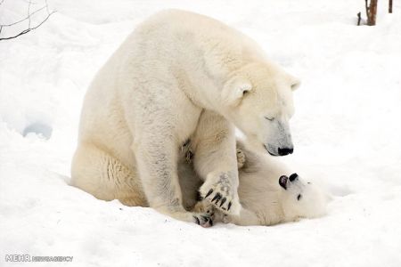 اخبار,اخبار گوناگون, بازی توله خرس قطبی با مادرش