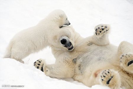 اخبار,اخبار گوناگون, بازی توله خرس قطبی با مادرش