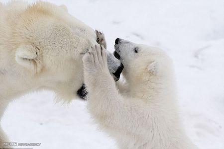 اخبار,اخبار گوناگون, بازی توله خرس قطبی با مادرش