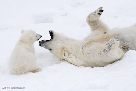 اخبار,اخبار گوناگون, بازی توله خرس قطبی با مادرش