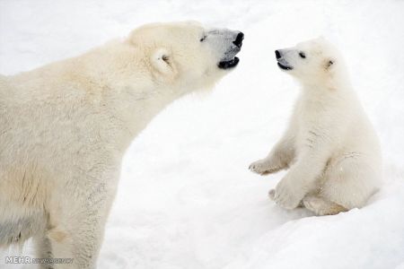 اخبار,اخبار گوناگون, بازی توله خرس قطبی با مادرش