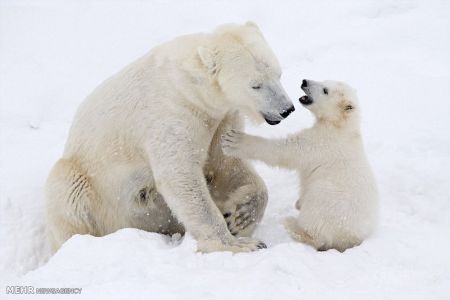 اخبار,اخبار گوناگون, بازی توله خرس قطبی با مادرش