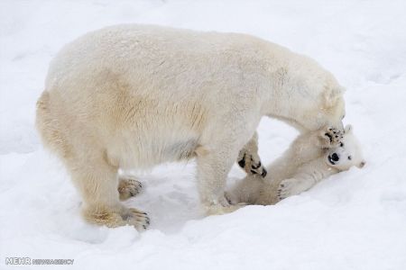 اخبار,اخبار گوناگون, بازی توله خرس قطبی با مادرش