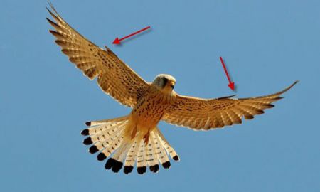 اخبار,اخبارگوناگون, تکنولوژی که حیوانات قبل از ما داشتند