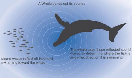 اخبار,اخبارگوناگون, تکنولوژی که حیوانات قبل از ما داشتند