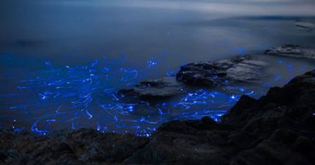 اخبار,اخبارگوناگون, تکنولوژی که حیوانات قبل از ما داشتند