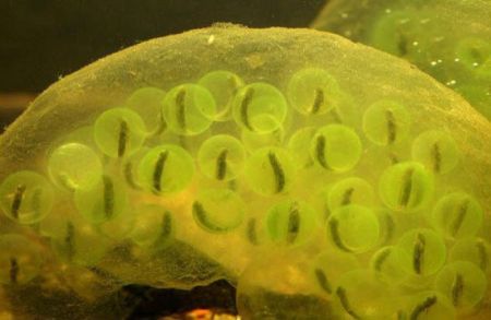 اخبار,اخبارگوناگون, تکنولوژی که حیوانات قبل از ما داشتند