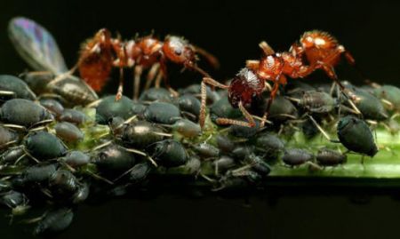 اخبار,اخبارگوناگون, تکنولوژی که حیوانات قبل از ما داشتند