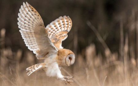 اخبار,اخبارگوناگون, تکنولوژی که حیوانات قبل از ما داشتند