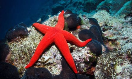 اخبار,اخبارگوناگون, تکنولوژی که حیوانات قبل از ما داشتند