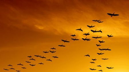 اخبار,اخبارگوناگون, تکنولوژی که حیوانات قبل از ما داشتند