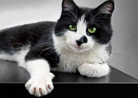 اخبار,اخبارگوناگون, تکنولوژی که حیوانات قبل از ما داشتند