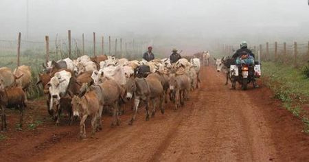 اخبار,اخبار گوناگون,۱۰ قانون باورنکردنی و عجیب در آفریقا