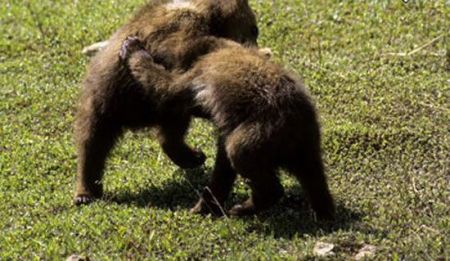 اخبار,اخبار گوناگون,۱۰ قانون باورنکردنی و عجیب در آفریقا