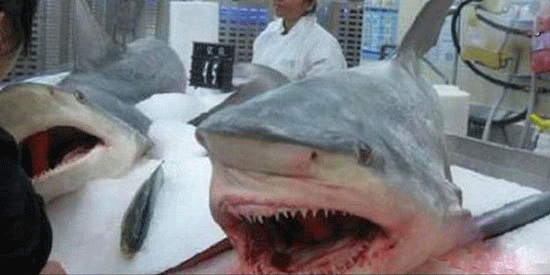 اخبار,اخبارگوناگون, تصاویر باورنکردنی از فروشگاه والمارت در چین