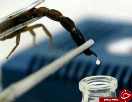 اخبار,اخبار گوناگون,زهرعقرب