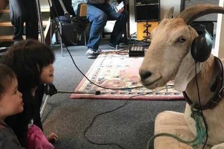 اخبار,اخبارگوناگون, بزی با ۱.۷ میلیون طرفدار