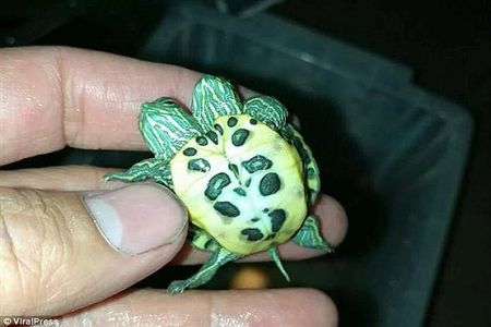   اخبار گوناگون ,خبرهای گوناگون,عجایب طبیعت