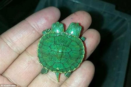   اخبار گوناگون ,خبرهای گوناگون,عجایب طبیعت