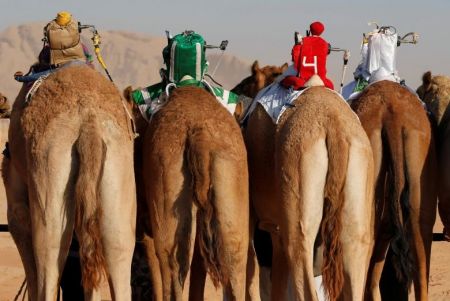   اخبارگوناگون ,خبرهای گوناگون, مسابقه دوی شترهای بی‌سوار 