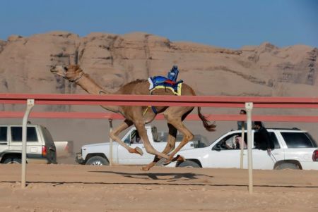   اخبارگوناگون ,خبرهای گوناگون, مسابقه دوی شترهای بی‌سوار 
