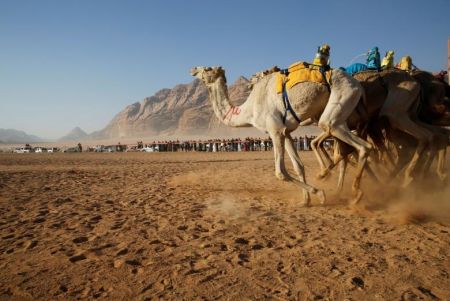   اخبارگوناگون ,خبرهای گوناگون, مسابقه دوی شترهای بی‌سوار 