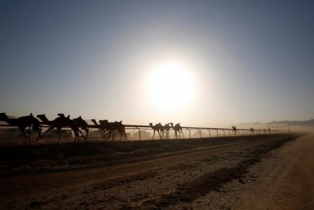   اخبارگوناگون ,خبرهای گوناگون, مسابقه دوی شترهای بی‌سوار 