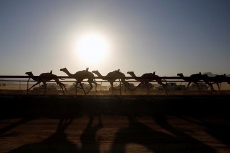   اخبارگوناگون ,خبرهای گوناگون, مسابقه دوی شترهای بی‌سوار 