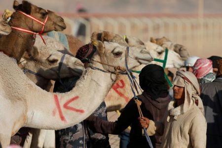   اخبارگوناگون ,خبرهای گوناگون, مسابقه دوی شترهای بی‌سوار 