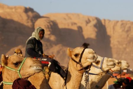   اخبارگوناگون ,خبرهای گوناگون, مسابقه دوی شترهای بی‌سوار 