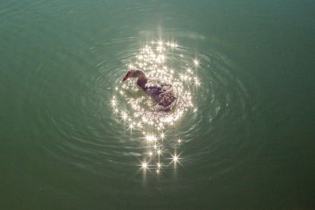   اخبارگوناگون ,خبرهای  گوناگون , تصاویر بسیار جالب