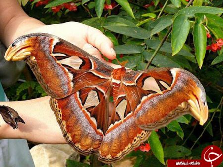   اخبارگوناگون,خبرهای گوناگون, بزرگترین پروانه جهان