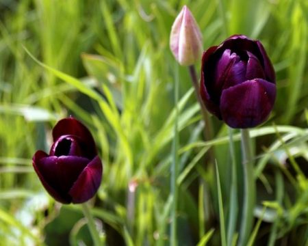 اخبارعلمی,خبرهای علمی, زنبورها اخبارعلمی,خبرهای علمی, زنبورها