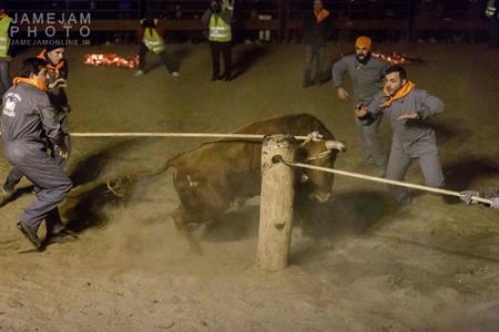   اخبار گوناگون ,خبرهای  گوناگون  , جشنواره آتش گاو